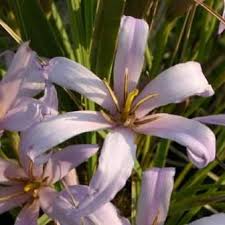 Image result for Xerophyta