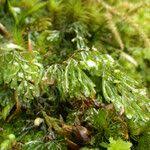 Image result for Hymenophyllum peltatum