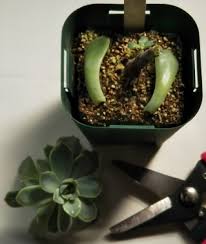 エケベリア属 花うらら の切り戻し剪定と葉挿し 植え替えと株分け 多肉植物いやされ生活