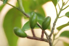 Image result for Beilschmiedia michelsonii