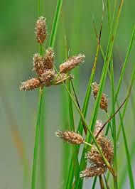 Image result for Bolboschoenus