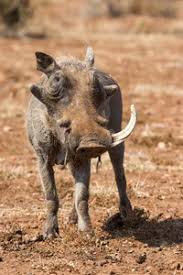 See more of 香港野豬關注組 hong kong wild boar concern group on facebook. é‡ŽçŒªç‰™ é‡ŽçŒªç‰™ç´ æå›¾ç‰‡ é‡ŽçŒªç‰™å›¾ç‰‡ç´ æä¸‹è½½ æ'„å›¾æ–°è§†ç•Œxsj 699pic Com