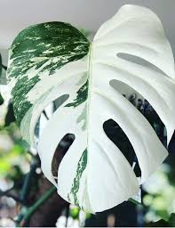 Monstera Deliciosa Variegata La Main Verte Monstera Deliciosa Plant Leaves Hanging Plants
