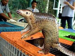 A startled pangolin will cover its head with its front legs, exposing its scales to any potential. Opinion Coronavirus Revenge Of The Pangolins The New York Times