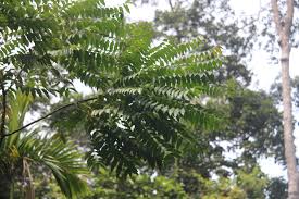 Image result for Zanthoxylum