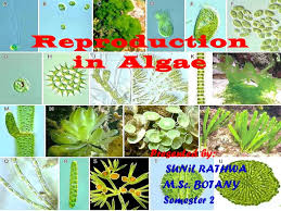Image result for M.Sc Botany