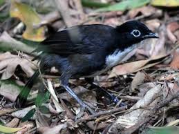 Image result for Orthochilus milnei