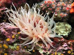 Maybe you would like to learn more about one of these? Anemon Laut Si Cantik Yang Bisa Membahayakan