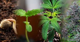 Mrweedmaker 42.507 views2 year ago. Der Lebenszyklus Von Cannabis Vom Samen Bis Zur Ernte Sensi Seeds