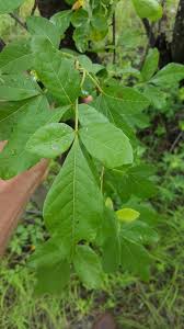 Image result for Searsia tenuinervis