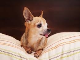 We did not find results for: How Big Will A Shih Tzu Chihuahua Mix Get Neeness