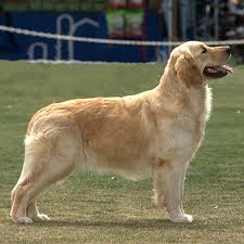 We have been breeding and showing dogs for 25+ years. Golden Retriever Dog Breed Information