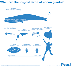 Credible Giant Squid Size Chart Giant And Colossal Squid