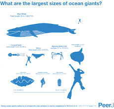 credible giant squid size chart giant and colossal squid