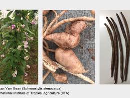 Image result for Sphenostylis