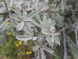 Image result for Catophractes alexandri