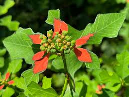 Image result for Euphorbia fortissima
