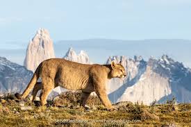 Jul 03, 2021 · pumas has had some tough departures for the 2021 apertura, the first of which was juan iturbe, a winger who was released after the end of his contract with unam, which the team did not seek to renew. Puma Tracking Tours Pumas Of Torres Del Paine Far South Exp