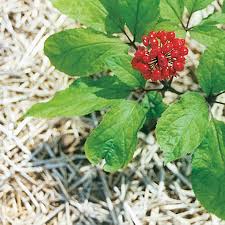 See full list on wikihow.com Panax Ginseng Wikipedia