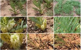 Image result for Elephantorrhiza elephantina