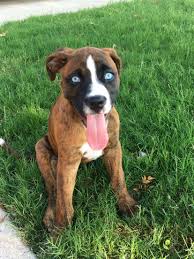 Black And White Boxer Bulldog Mix Blue Eyed Boxer American Bulldog Mix American Bulldog Mix American Bulldog English Bulldog Puppies