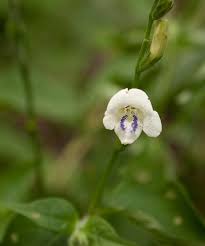 Image result for Asystasia intrusa