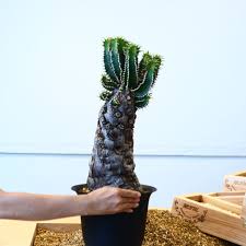 Image result for Euphorbia mlanjeana