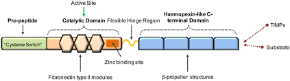 Berisi informasi alamat email valid, tidak beserta alamat perusahaan karena terlalu panjang, atau nanti ada info khusus alamat perusahaan.bila ada penulisan. The Role Of Endogenous And Exogenous Enzymes In Chronic Wounds A Focus On The Implications Of Aberrant Levels Of Both Host And Bacterial Proteases In Wound Healing Mccarty 2012