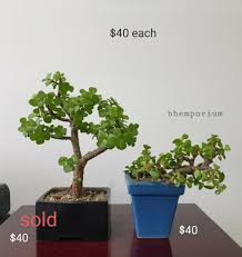 Dimensions4 years old / 6 pot / 4. Mini Jade Bonsai Plant Furniture Home Living Gardening Plants Seeds On Carousell