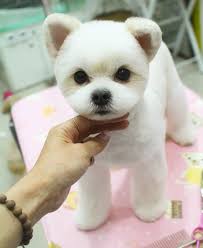 See more ideas about shih tzu puppy, shih tzu dog, cute dogs. How To Groom A Maltese Puppy Cut Arxiusarquitectura
