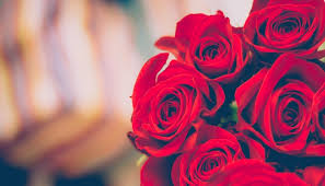 We did not find results for: Your Cheat Sheet To 13 Romantic Flowers And What They Mean The Singapore Women S Weekly