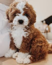 These well socialised puppies can be seen with there mother a pedigree cocker spaniel. Cockapoo Corner On Instagram Ferguson The Fluff Has The Cutest White Paws And Belly Follow His Adorable A Cute Baby Dogs Poodle Mix Dogs Fluffy Puppies