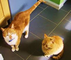 If your cat is pooping on the bed and abandoning their litter box, it can be a huge problem. Five Ways To Stop Cats From Pooping Outside Of The Litter Box Pethelpful By Fellow Animal Lovers And Experts