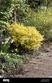 Image result for spirea japonica gold princess