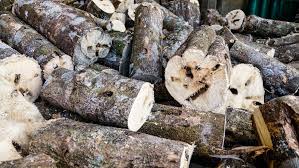 Malaccensis how to use agarwood in a sentence. What Is Agarwood King Agarwood