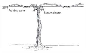 Image result for grape pruning