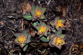Image result for Euphorbia cyparissioides