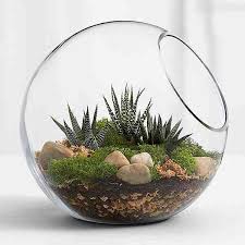 Modern Succulent Terrarium Kit Succulent Terrarium Terrariums Kits Succulents Indoor