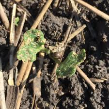 Based on the concept of economic threshold, pests are grouped into the following three major categories insect pest damage in crop production. Insect Economic Thresholds And What They Mean For Your Crop