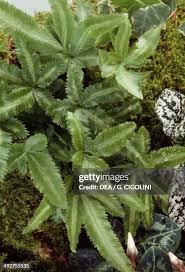 Image result for Pteridaceae