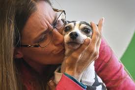 Dog missing for 12 years reunited with owner after being found 1,000 miles  away