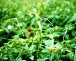 Image result for Paspalum conjugatum