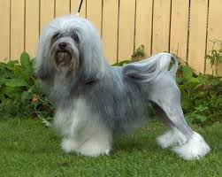 0033 296 29 12 33 laniscat, cotes d'amor click to email. Lowchen Dog Information Photos Dogexpress