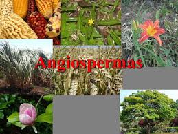 Resultado de imagen para gimnospermas