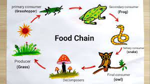 Every system is the cycle on the. Food Chain Drawing Easy How To Draw Food Chain Diagram Youtube