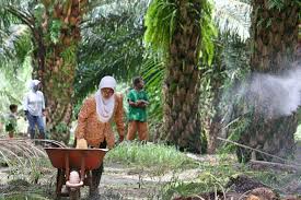 Indonesian billionaire using 'shadow companies' to clear forest for palm  oil, says report | News | Eco-Business | Asia Pacific