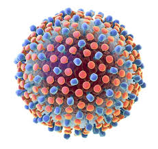 A hepatitis c infection in chimpanzees is similar to an infection in humans. How Is Hepatitis C Transmitted