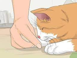 Feral cats don't know how to interact with humans and so they act like wild animals. How To Tame A Feral Cat 14 Steps With Pictures Wikihow