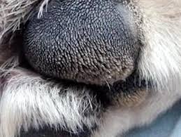 Antifungal pills and topical products like topical treatments for canine yeast infection on the skin include shampoos, ointments, and wipes. Are There Similarities Between Hyperkeratosis And Yeast Infection In Paws Of Dogs My Dog Always Lick His Paws Even Sometimes Pull The Petcoach
