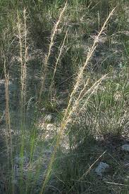 Image result for Aristida adoensis
